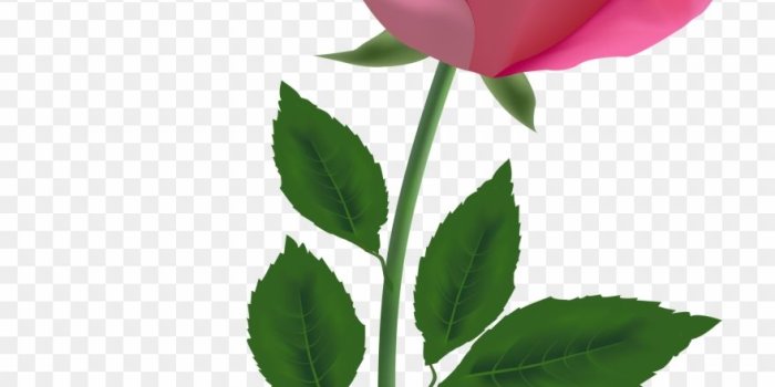 880x1236 Homey Idea Rose Clipart Single Red Png Image Roses - Pink Rose