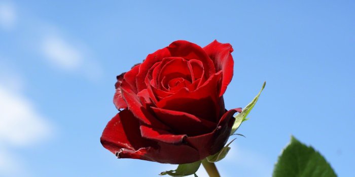 1920x1200 Beautiful Single Red Rose Wallpapers Group (50+)