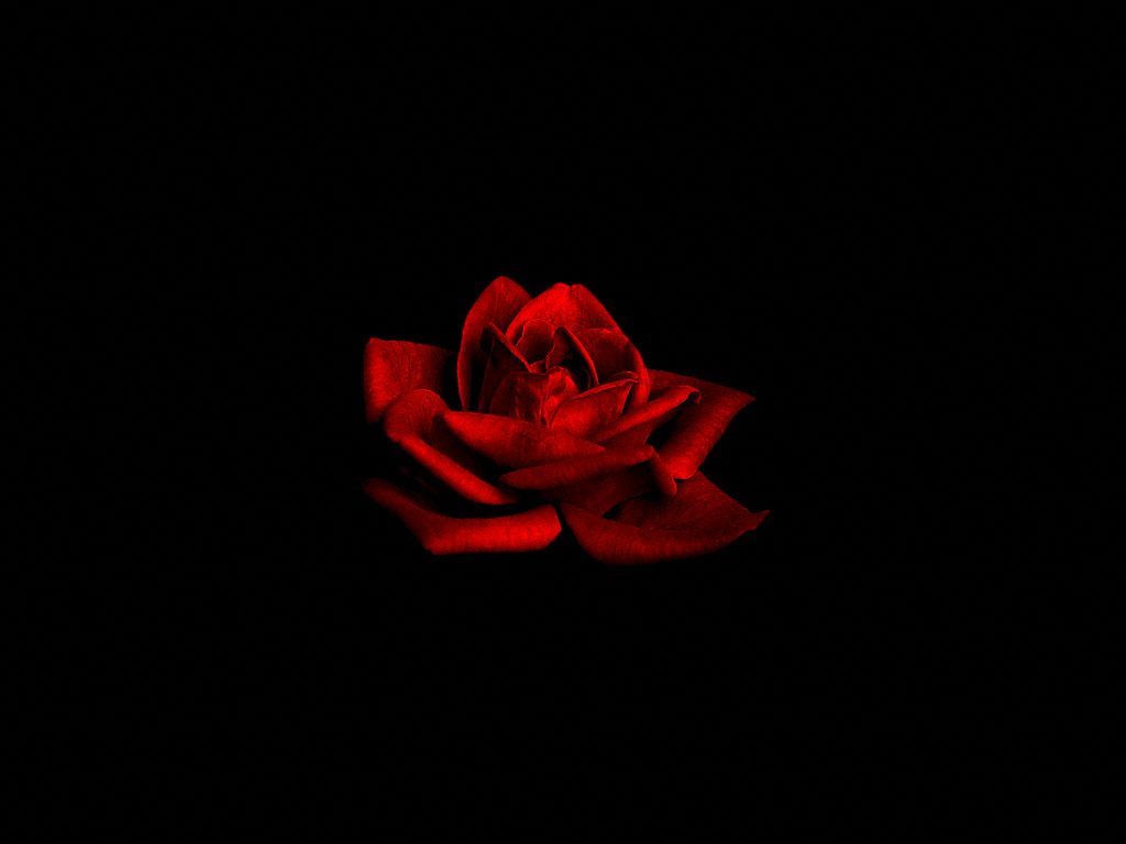 1024x768 Dark Red Rose on Black Background < Flowers < Life < Desktop