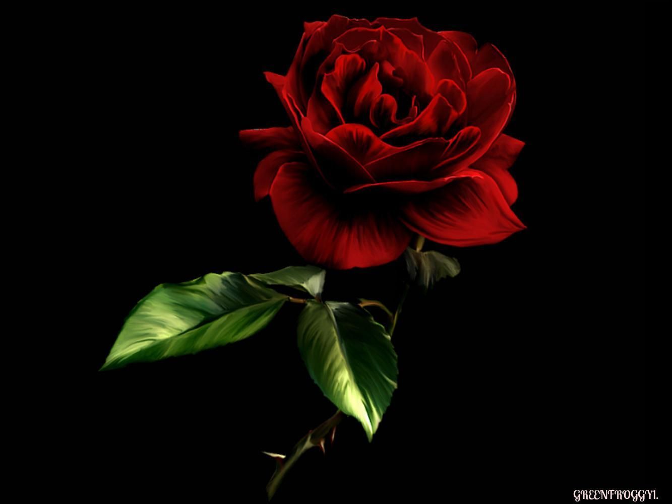 1333x1000 Red rose on black - (#116299) - High Quality and Resolution
