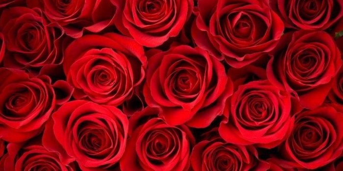 1920x1080 4red roses wallpapers Collection