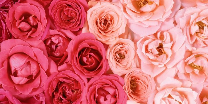 1680x1050 Rose Aesthetic Wallpaper Desktop, Hd Wallpapers & backgrounds