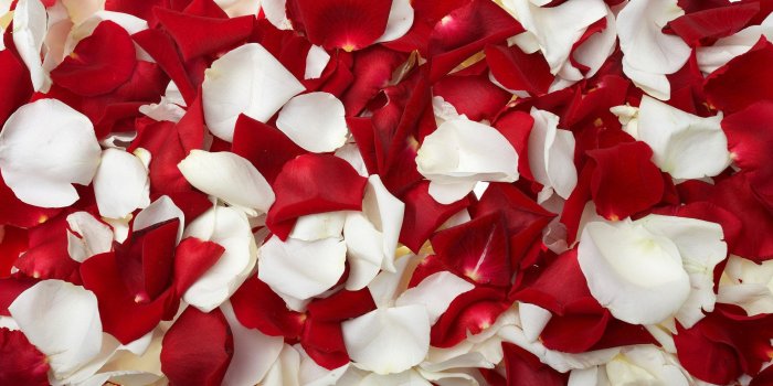 2560x1600 Rose Petals HD Wallpapers