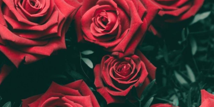 1080x1920 Red Rose Wallpaper Roses Iphone Wallpaper, Vintage - Red Roses, Hd