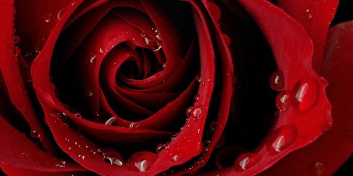 1920x1080 ROSE HD desktop wallpaper : High Definition : Fullscreen : Mobile
