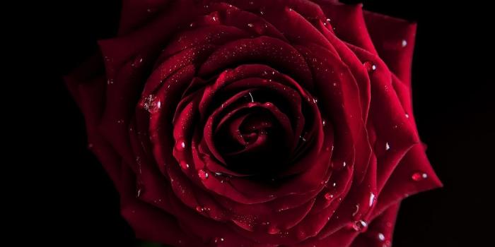 1920x1080 Red Rose Black Background (36+ images)