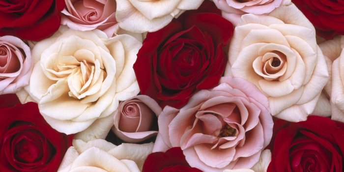1920x1080 Red And White Rose Wallpapers