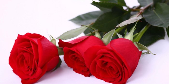 2560x1600 red flowers wallpapers wallpaper Gallery