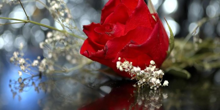 1600x1200 Red rose wallpapers free download Gallery
