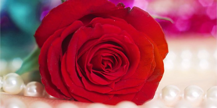 2560x1600 Red Rose Hd Wallpaper For Mobile Group (45+), HD Wallpapers