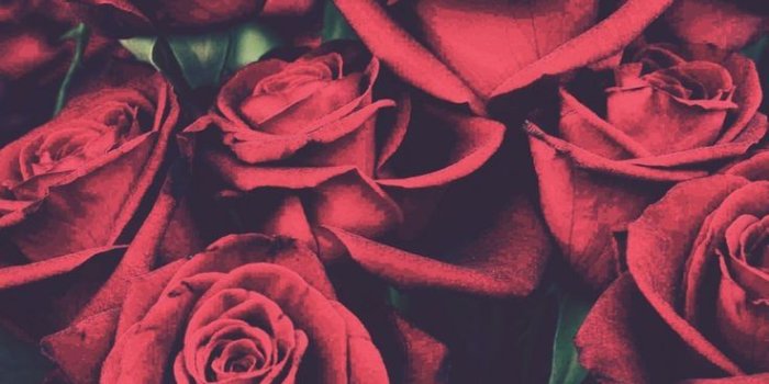 736x1104 10 Wallpaper Tumblr Red Rose - Download Wallpaper HD For PC Computer