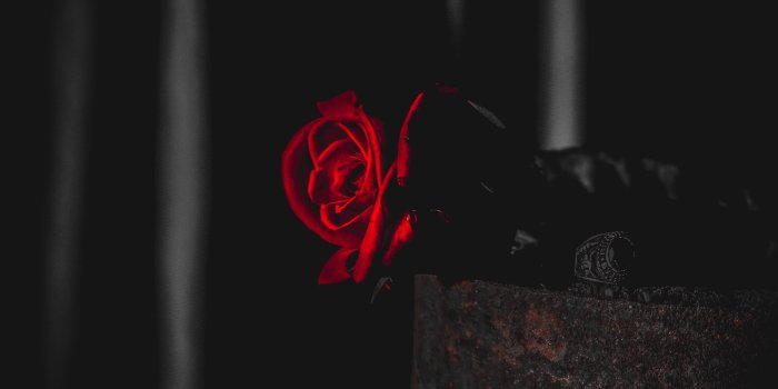 3316x3450 Wallpaper Rose, Red, Black, Contrast, Flower - Darkness Free