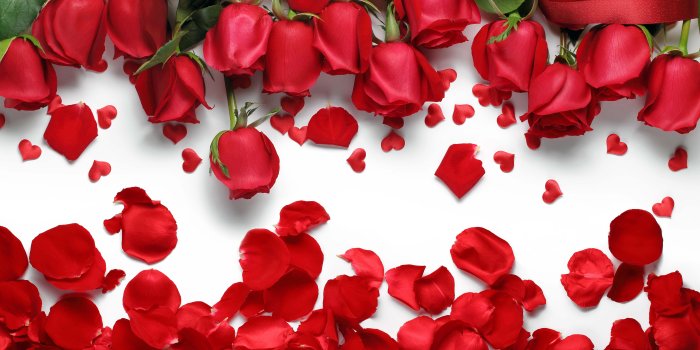 6000x3920 Rose Petals HD Wallpapers