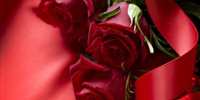 2560x1920 Red rose wallpapers free download Gallery