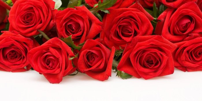 2560x1440 64+ Red Roses Wallpapers on WallpaperPlay