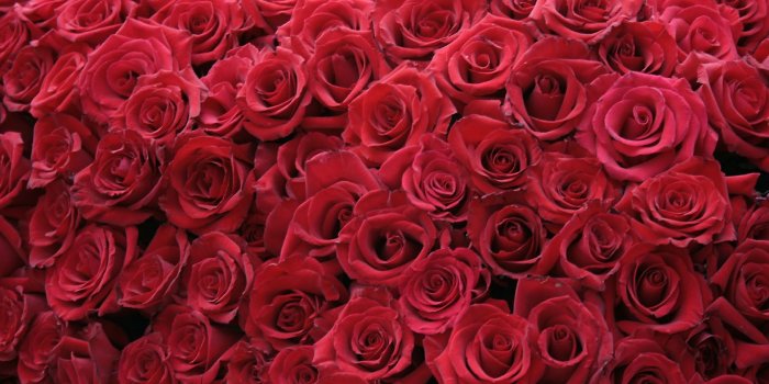 1680x1050 Red Roses Wallpaper For Desktop (92+ images in Collection) Page 1