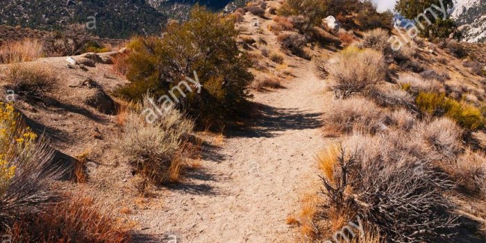 863x1390 Inyo National Forest California USA trees grass mountains clouds