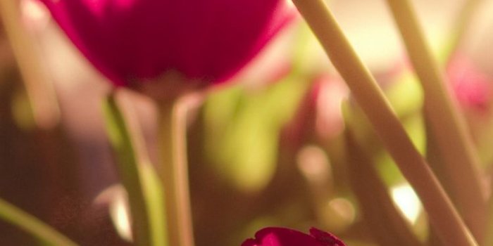 750x1334 60 Beautiful Nature iPhone Wallpapers – Available Ideas