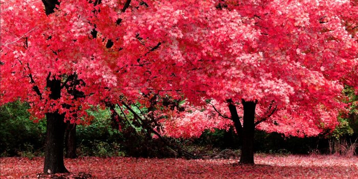 1920x1200 Most Beautiful Nature Wallpaper Free Download Hd Pictures 4 HD