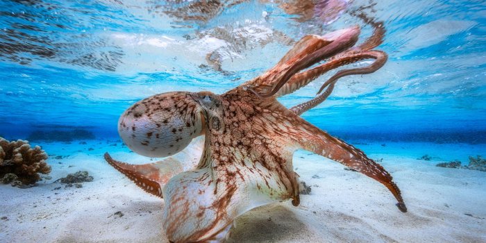 1900x1266 Blue Nature Sea Underwater Black Background Dark Creature Macro