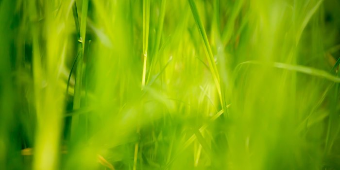 5472x3648 12 Beautiful Green Grass Field HD Wallpapers