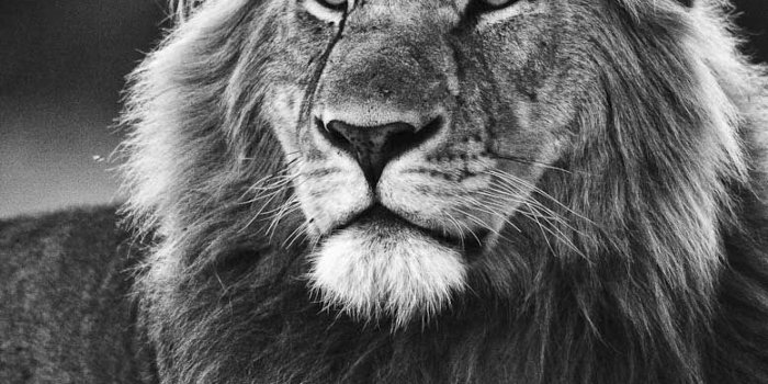 777x1170 Black and White Lion | Portrait of adult male Lion in black and