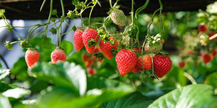 4896x3264 Strawberry Wallpaper 31 - [4896x3264]