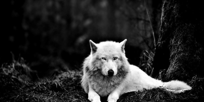 1600x1200 Dark Wolf Wallpapers