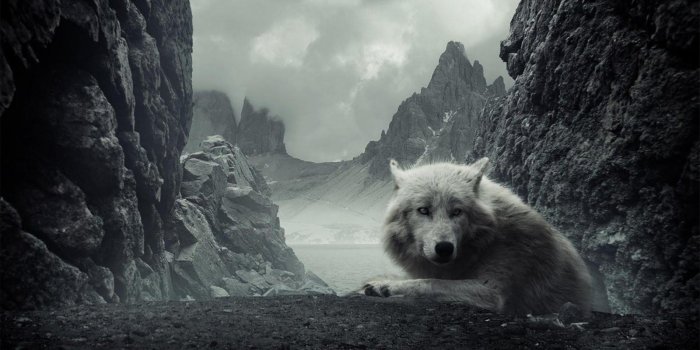 1600x900 Dark Wolf Wallpapers