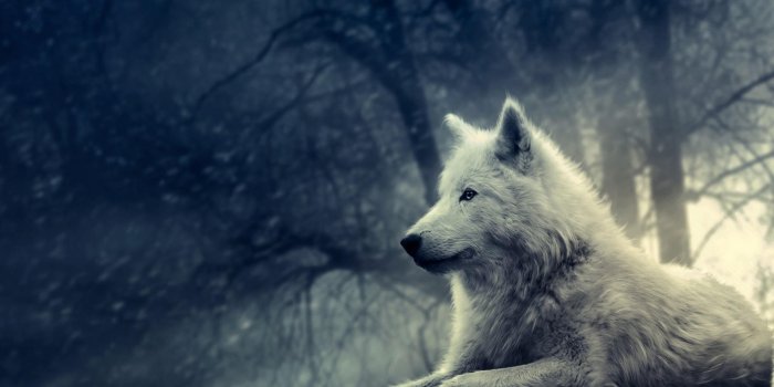 1920x1080 Dark Forest Wolf Wallpapers for Android - APK Download