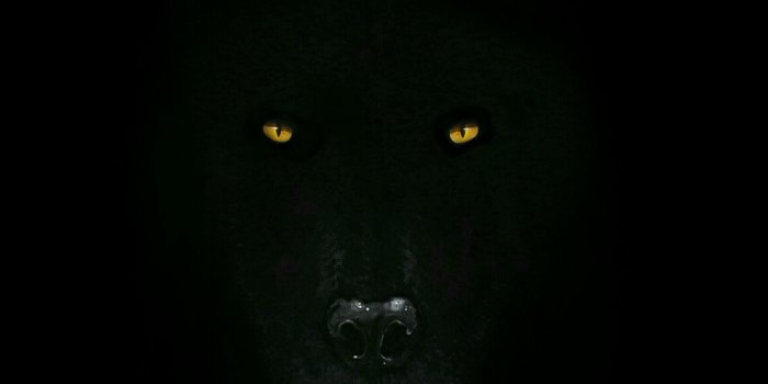 2304x4096 Black Wolf Wallpaper(59+) Wallpaper Collections