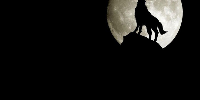 1400x1050 Dark wolves wallpaper Gallery