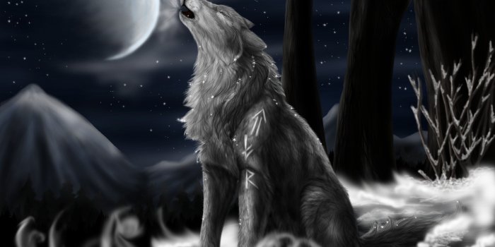 1366x768 Download Wolf 1366x768 Wallpoper Wallpaper 1366x768 | Free Photos