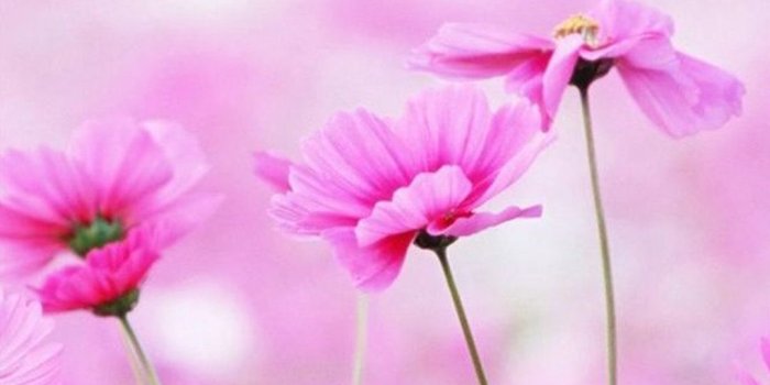 1080x1920 Flower Iphone Wallpaper Hd (62+), Find HD Wallpapers For Free