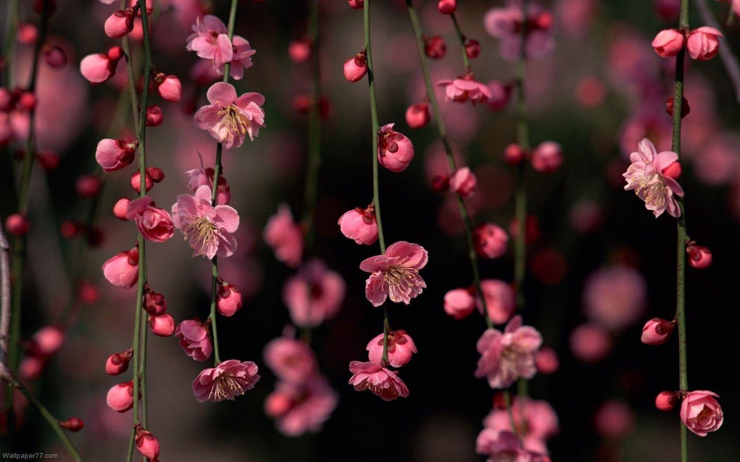 1440x900 Floral Desktop Backgrounds