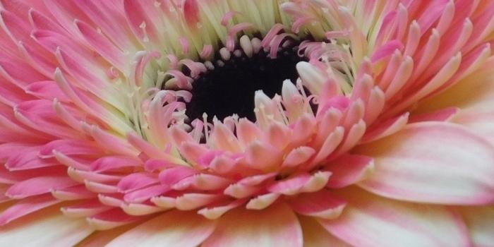 1440x2560 Pink Gerbera Daisy Flower Wallpaper - iPhone, Android & Desktop