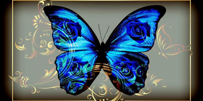 1920x1080 Blue Butterfly HD Wallpaper | Background Image | 1920x1080 | ID