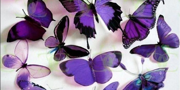1024x768 Purple Butterflies - Butterflies Wallpaper (17473487) - Fanpop