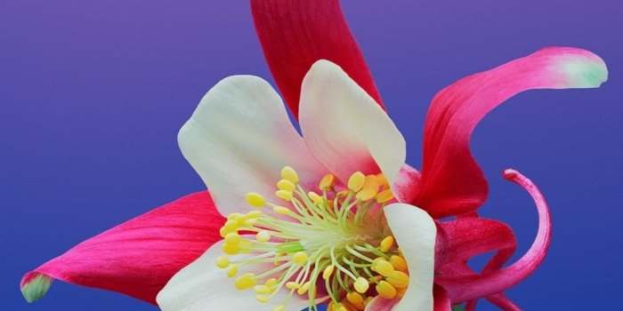 1125x2436 The Ultimate Guide to Customizing Your iPhone « iOS & iPhone