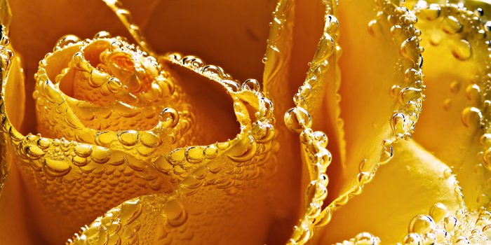 1920x1080 Snowdrops, Desktop Wallpapers Free Yellow Rose - Happiness Socrates