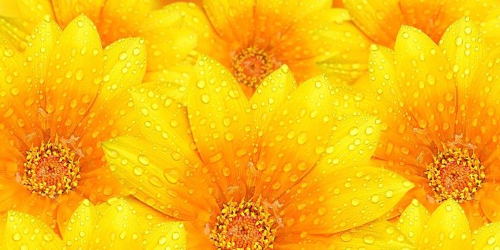 1024x771 Yellow Flowers Background