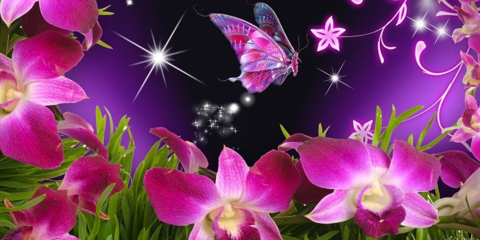 1920x1080 butterflies and flowers | Butterfly Flowers Orchid Purple Stars