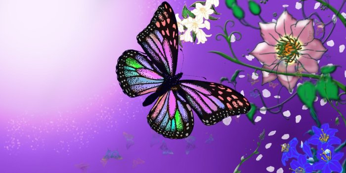1600x900 Purple Butterfly and Stars Wallpaper | and Butterflies