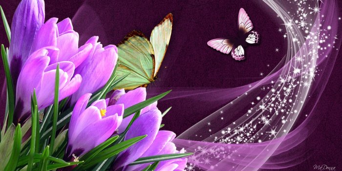 1920x1080 Butterflies crocuses wallpaper | 1920x1080 | #11962