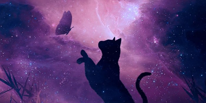 1280x1280 Download wallpaper 1280x1280 cat, silhouette, butterfly, starry sky
