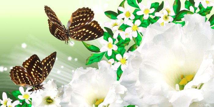 1920x1080 Flower: Spring Bright Sparkles Fluffy Glow Papillion Stars Butterfly