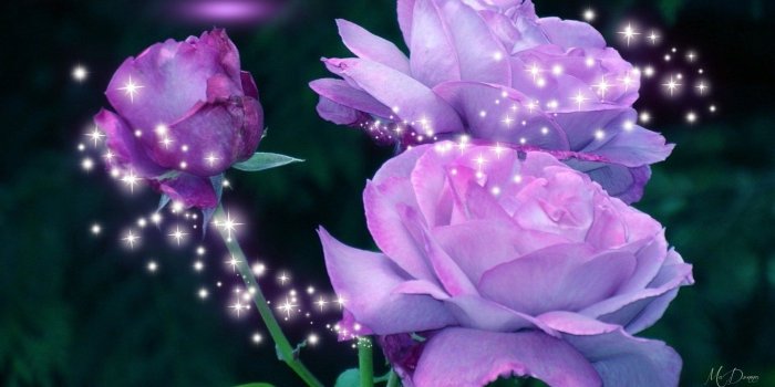 1920x1080 Beaches: Sparkle Star Roses Purple Lilac Stars Lavender Summer Shine