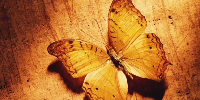1920x1200 Free download butterfly cute backgrounds wallpaper animals 1920x1200