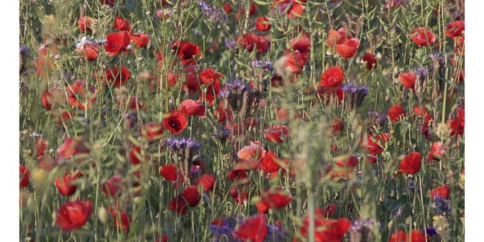 1024x1024 fancy a new wallpaper? | thomas hesse