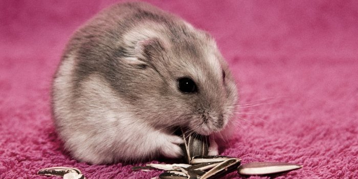 2560x1700 Animal Hamster HD Wallpaper
